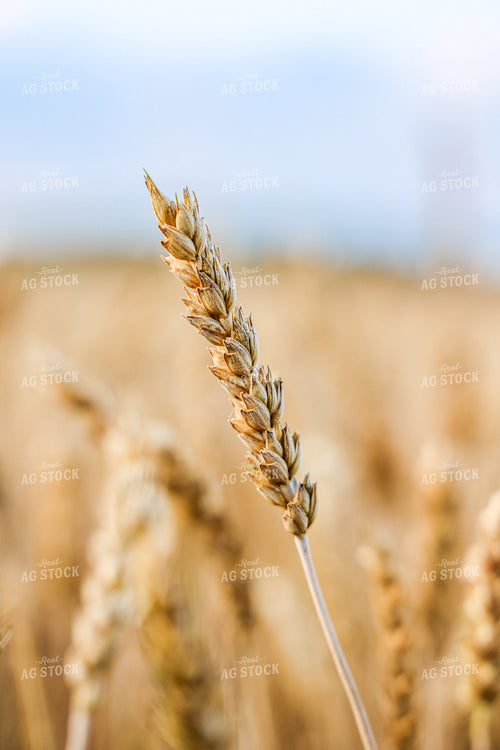 Dried Wheat 160240