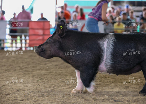 Showing Pigs 160091