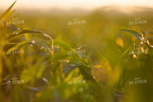 Corn - Mid-Season 1224