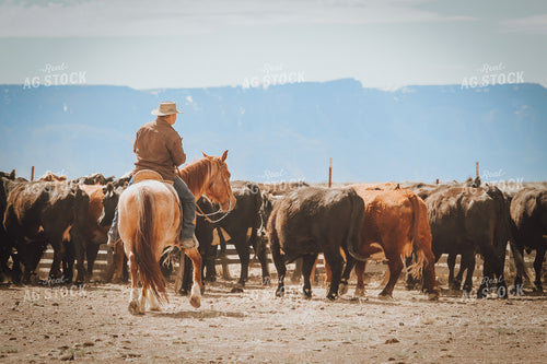 Male Rancher on Horse with Cattle 78000