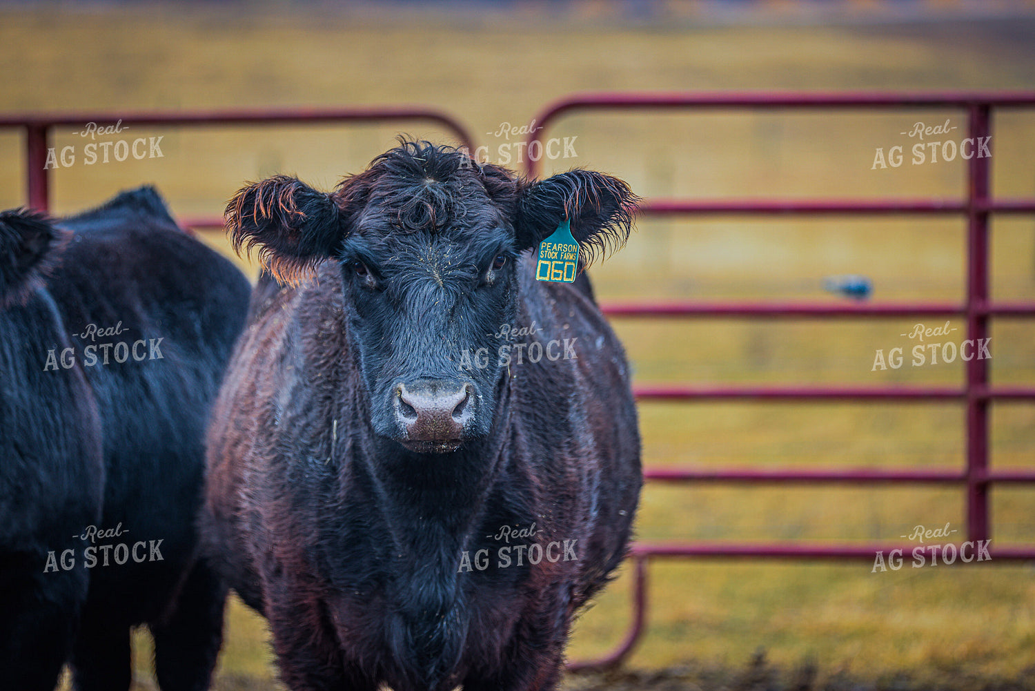 Black Angus Cattle 160469