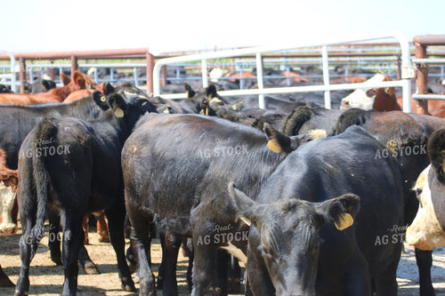 Cattle in Pens 82363