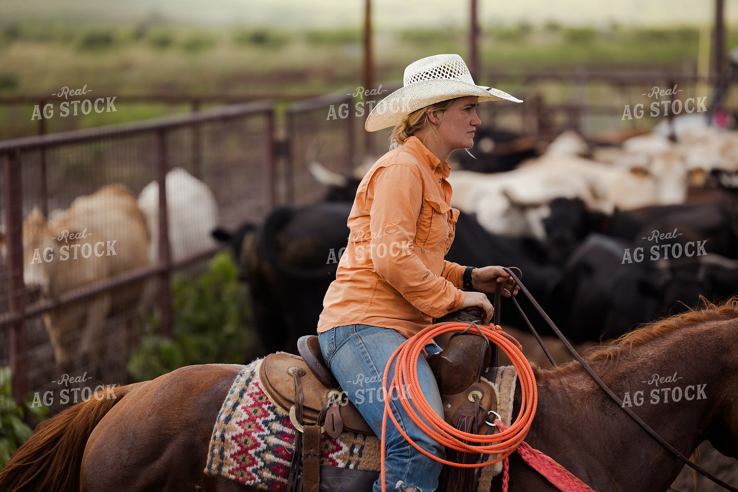 Female Rancher Working Cattle 205073