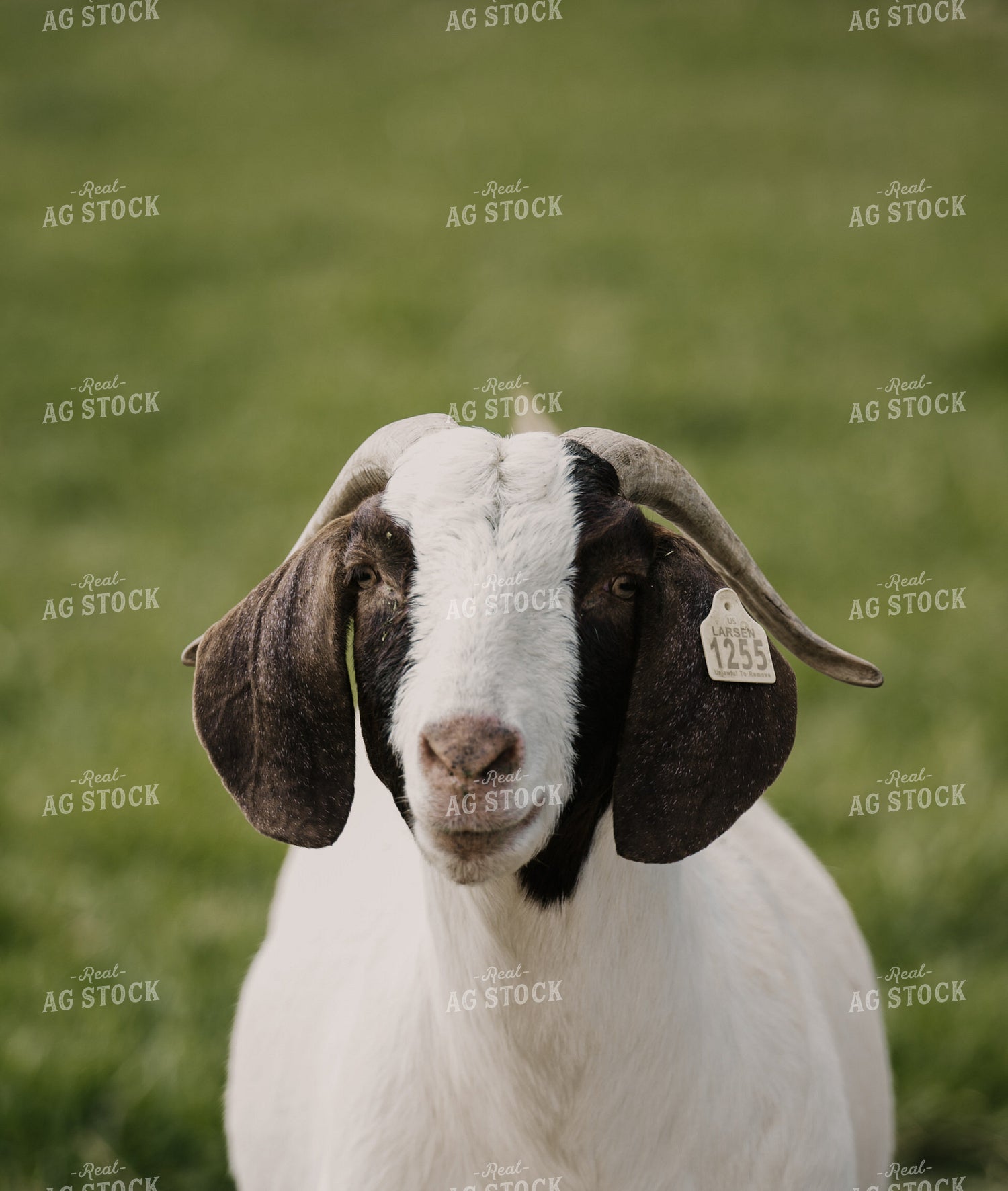 Goats 185140