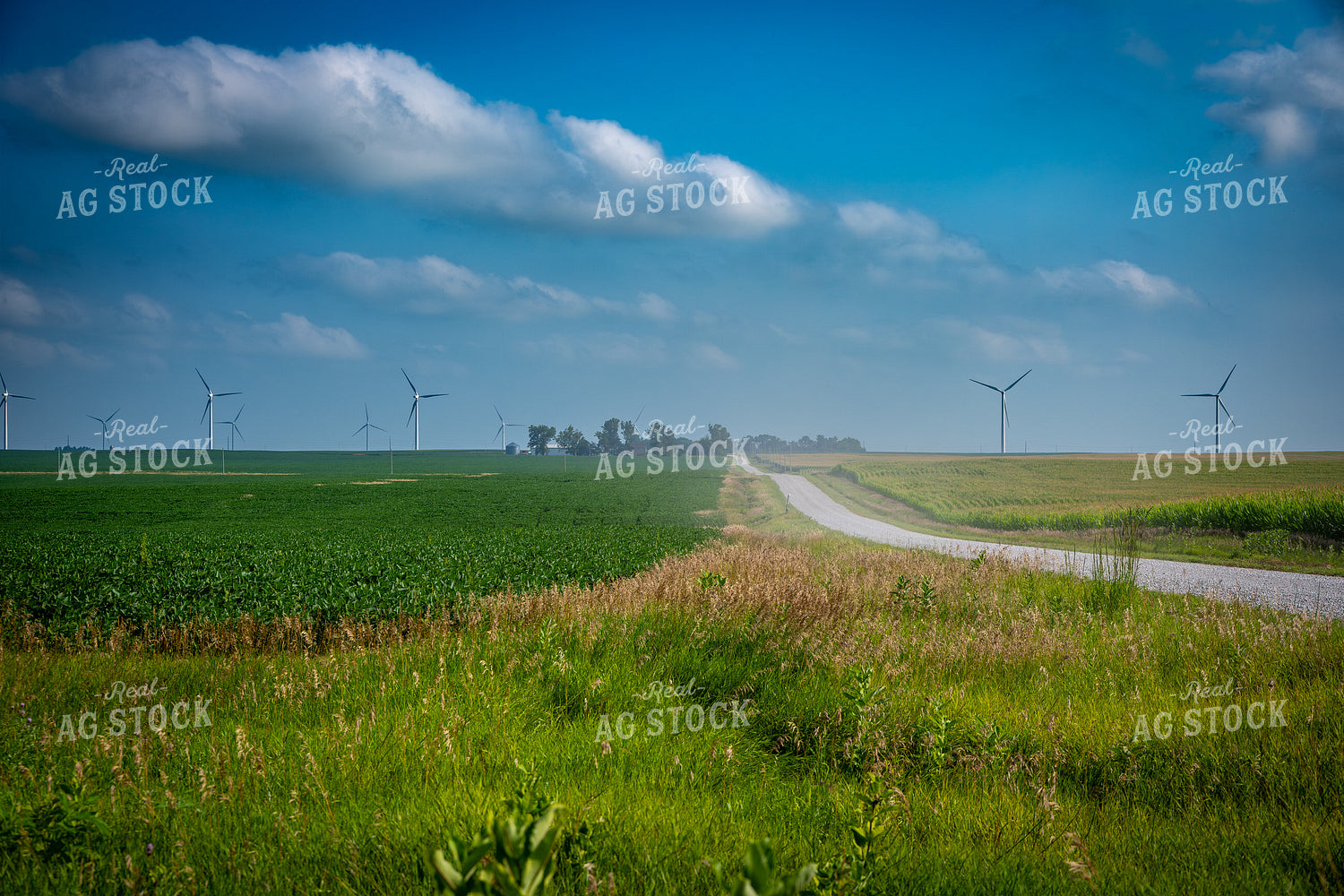 Summer Landscape 302063