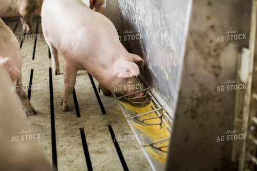Pigs in Barn with Feeder 3887