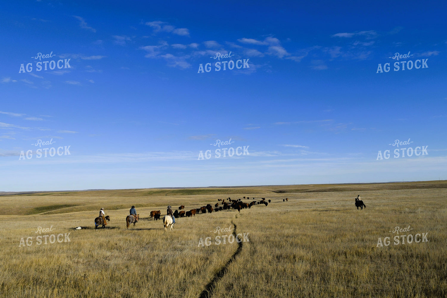 Ranchers Moving Cattle 284012