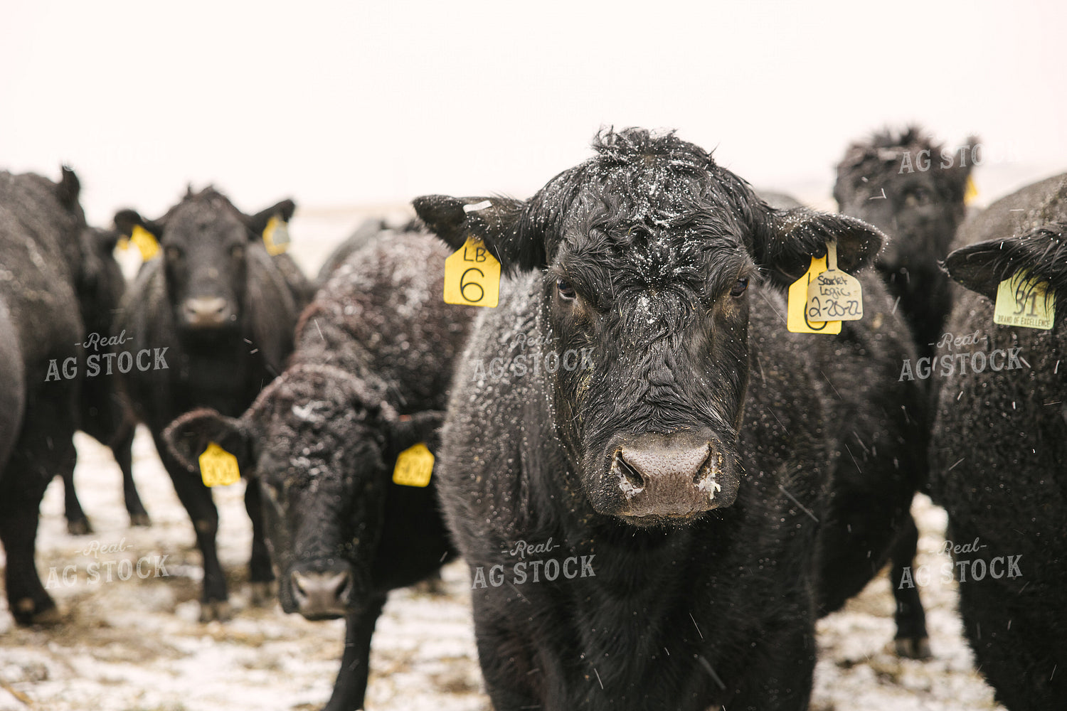 Angus Cattle in Winter 70096