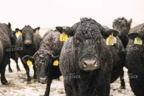 Angus Cattle in Winter 70096
