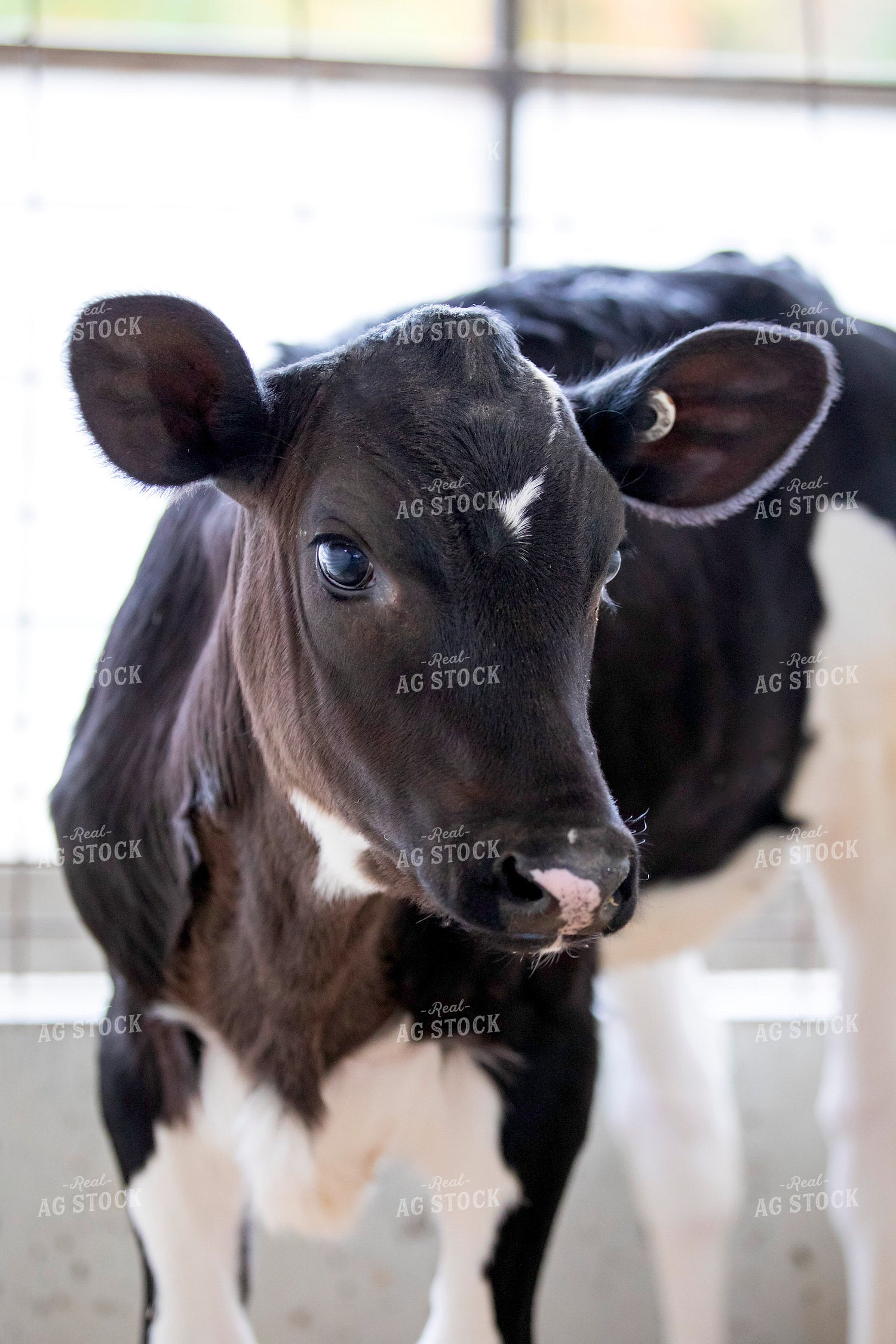 Dairy Calf 55208