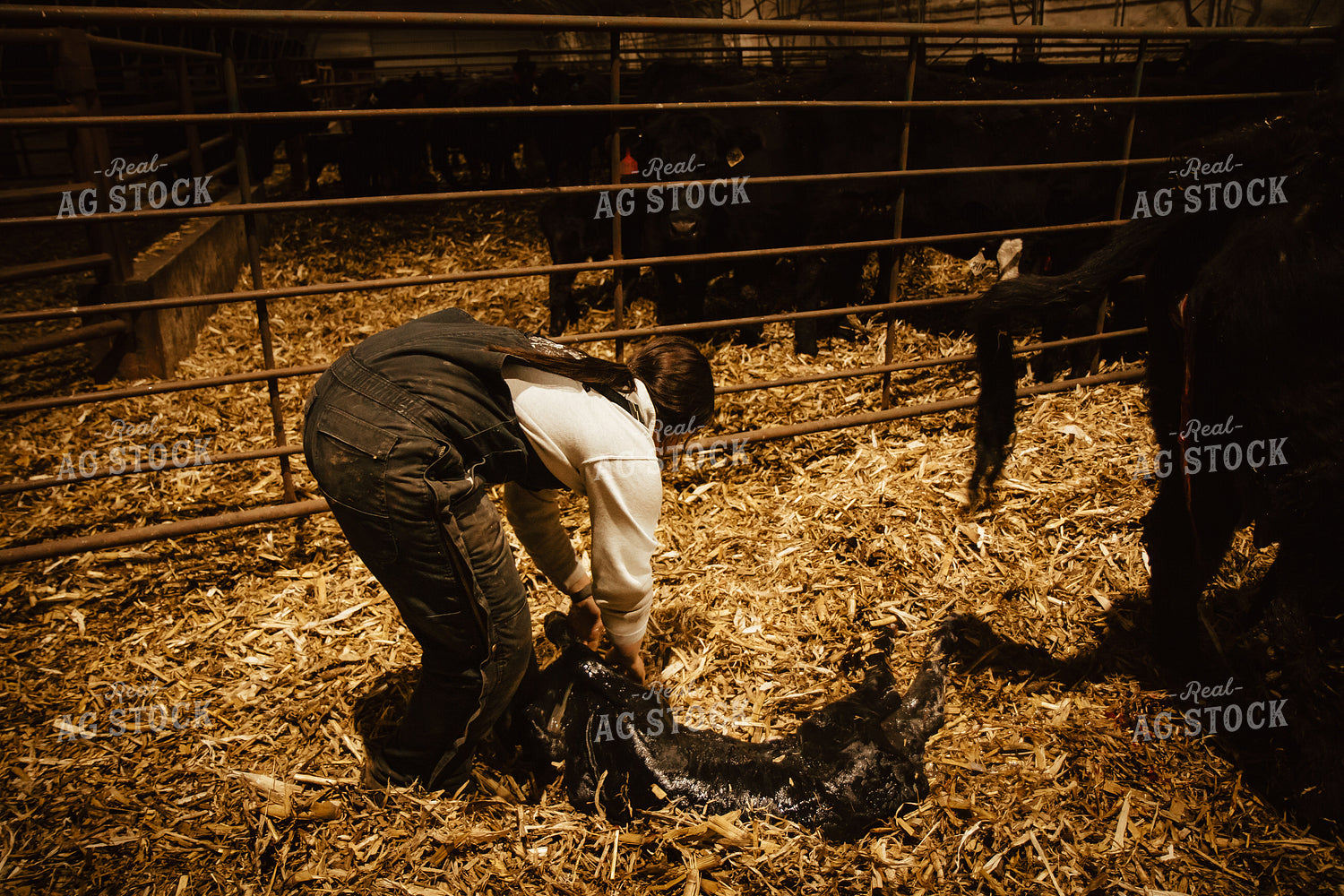 Female Farmer Pulling Calf 67590