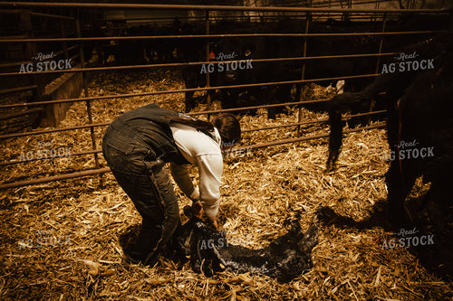 Female Farmer Pulling Calf 67590