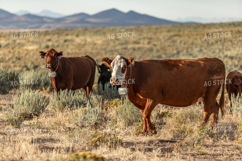 Cattle on Pasture 188169