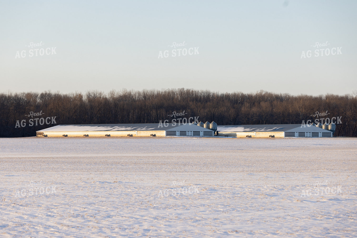 Snow Covered Hog Barns 178092