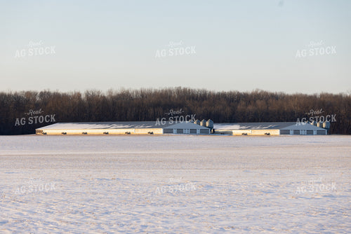 Snow Covered Hog Barns 178092