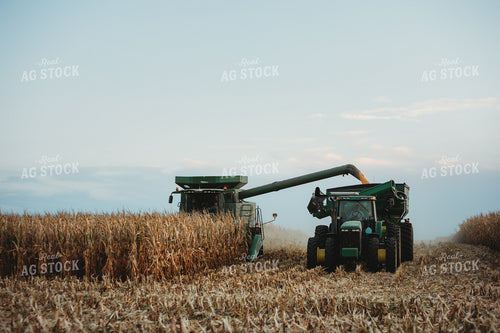 Combine Picking Corn and Filling Grain Cart Cutting Through Field 3385