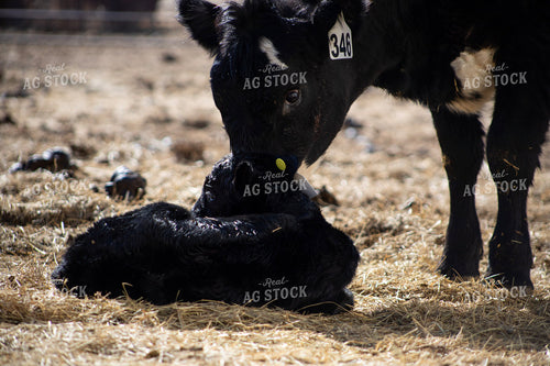 Angus Cow Calf Pair 117275