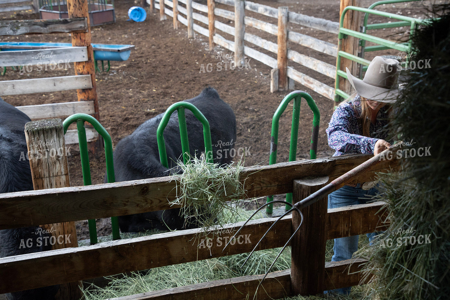 Female Rancher Feeding Cattle 117099