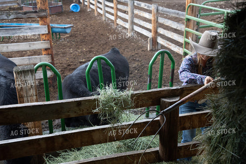 Female Rancher Feeding Cattle 117099