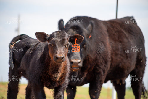 Black Angus Cow Calf Pair 208075