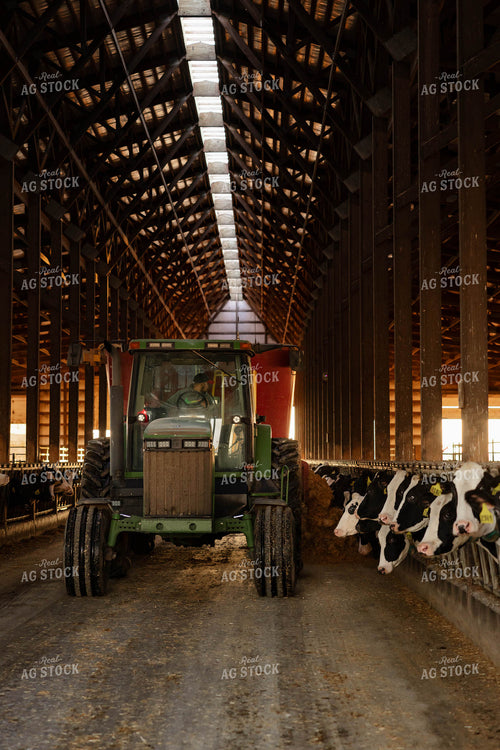Feeding Holstein Cattle in Barn 152391