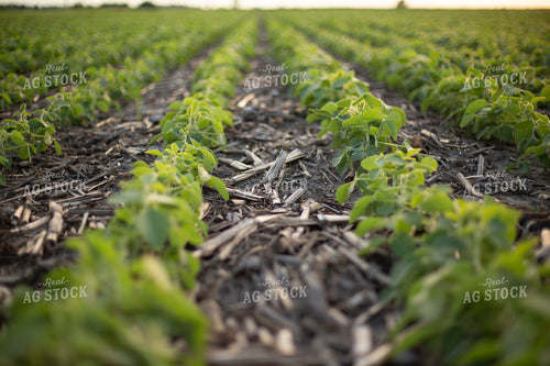 Mid-Season Soybeans 93101