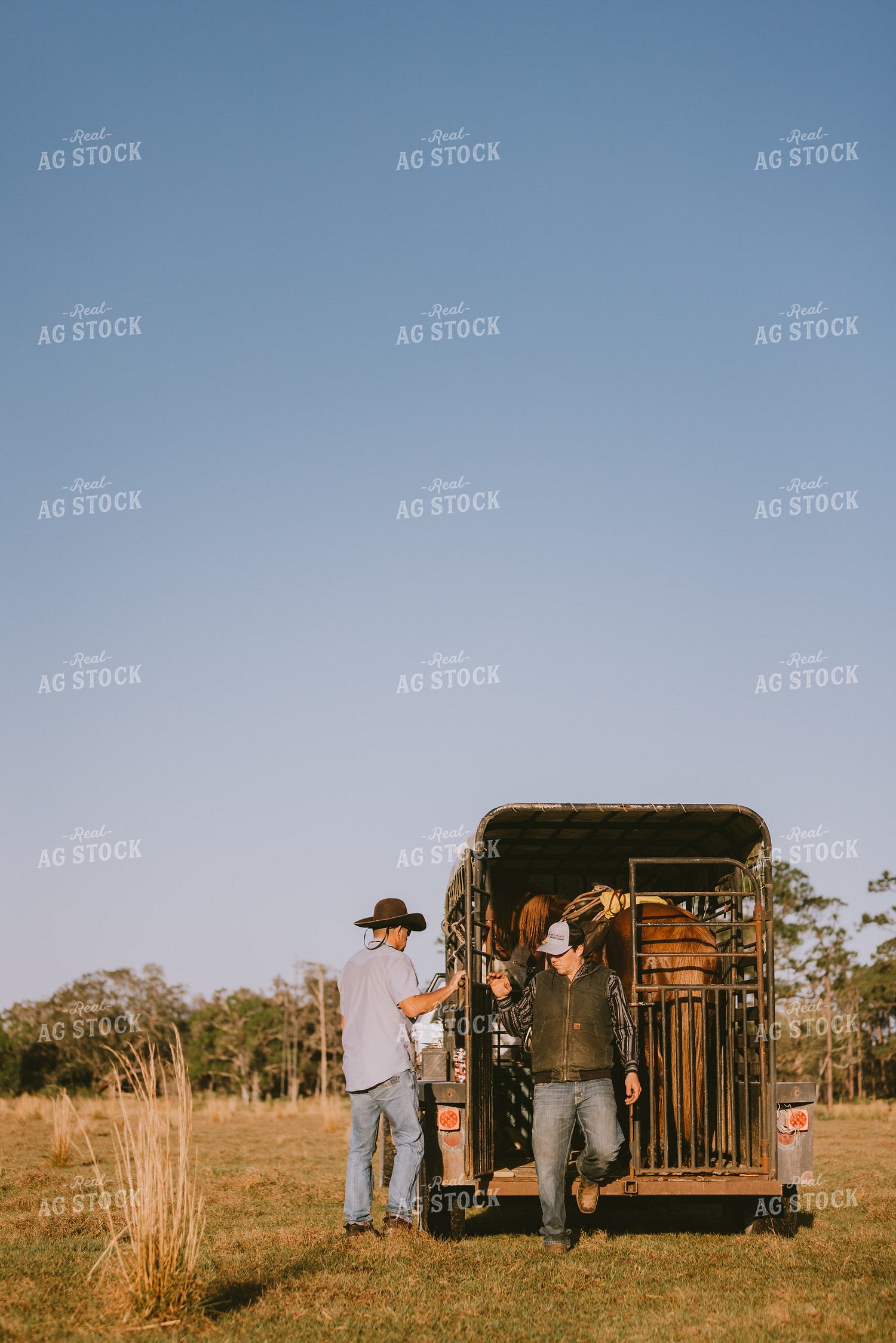 Loading Horse into Trailer 7295