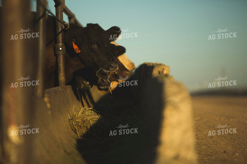 Feedyard Cattle Eating Hay 3818