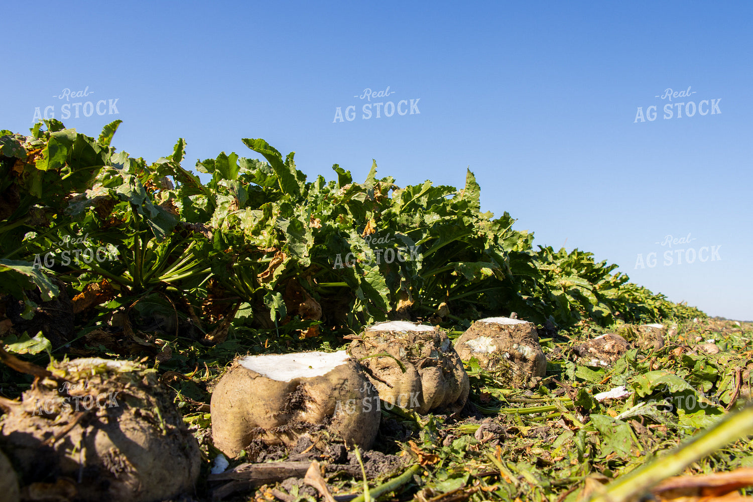 Sugar Beets 255027