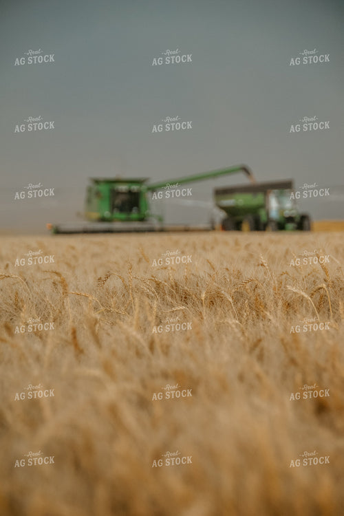 Wheat Field with Combine Unloading 64086