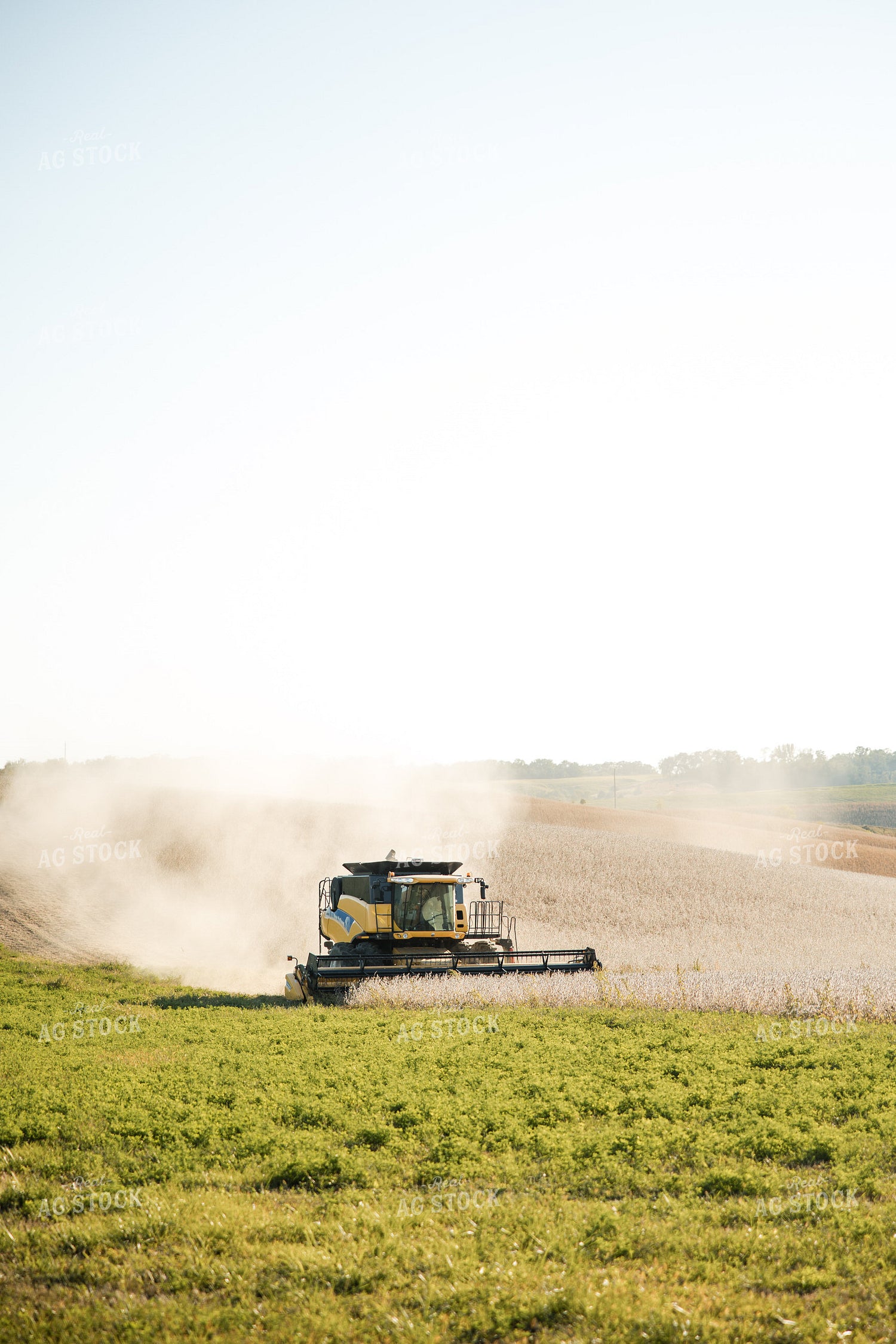 Soybean Harvest 215104
