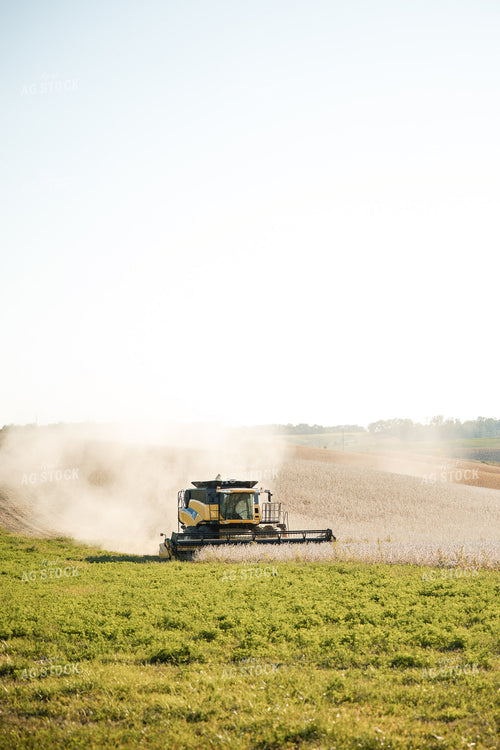 Soybean Harvest 215104