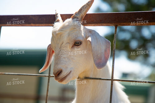 Goat 208063