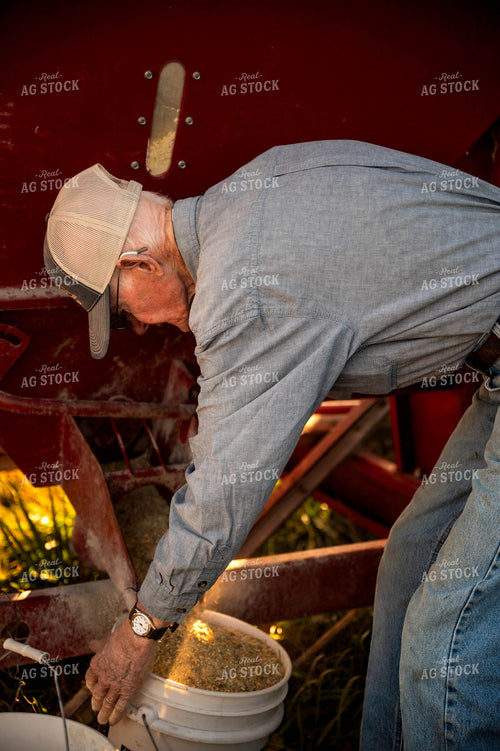 Farmer Feeding Cattle 115482