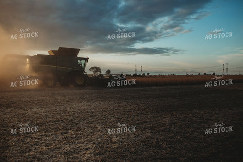 Combine Cutting Soybeans at Sunset 3455