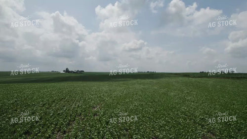 Green Soybean Field Drone 92040