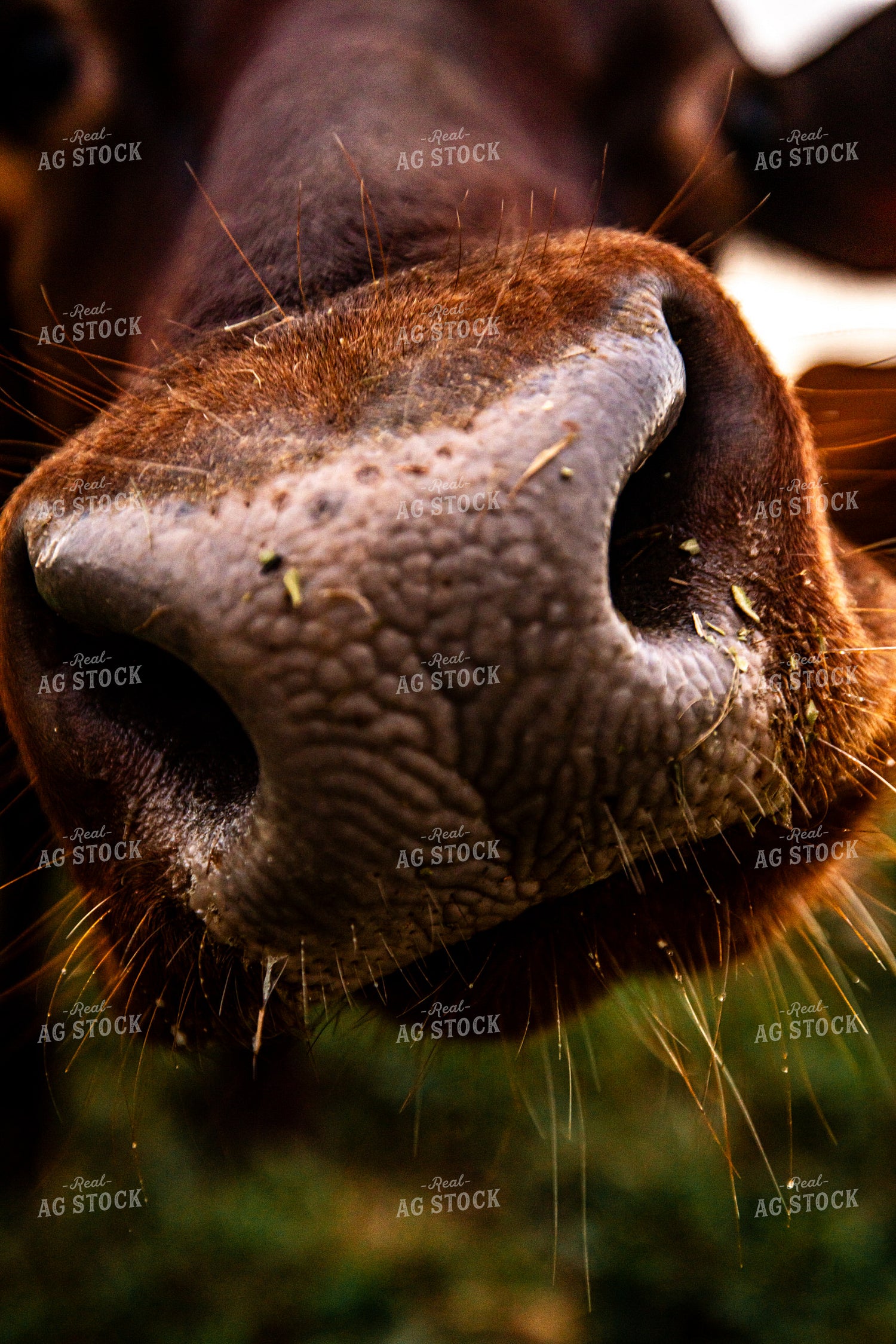 Guernsey Dairy Cow Snout 270566