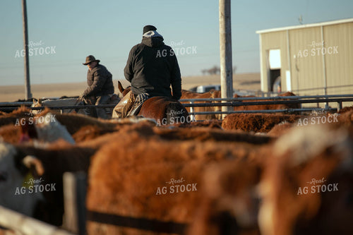 Ranchers With Cattle  99003