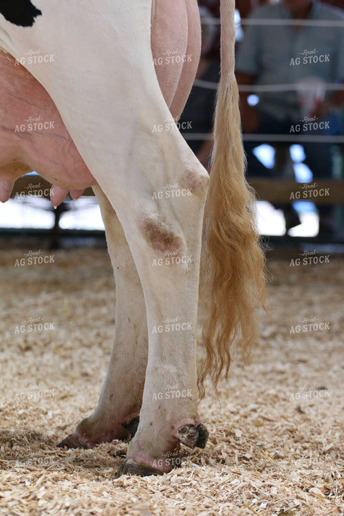 Dairy Cattle Show 160489