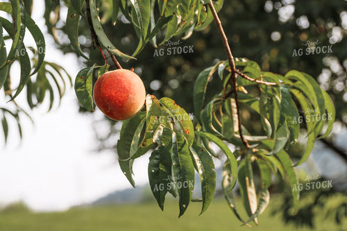 Peaches 52307
