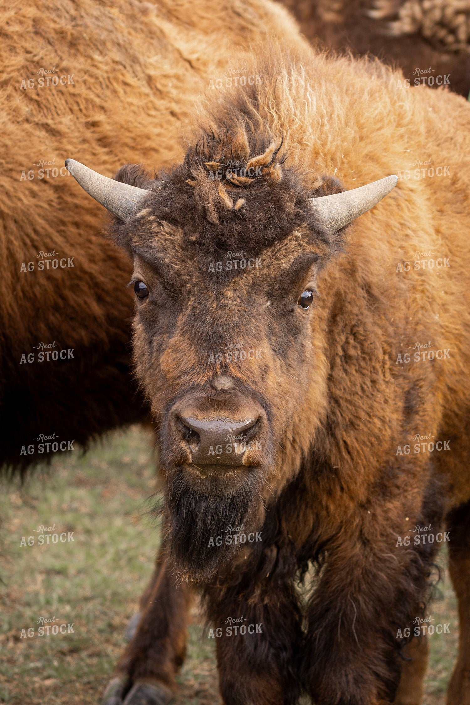 Bison 187149