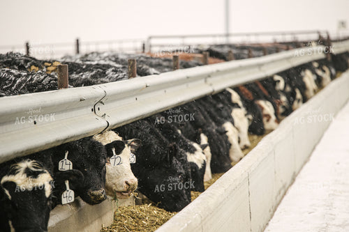 Black Baldy Cattle Eating out of Feed Bunk in Feedlot 70100