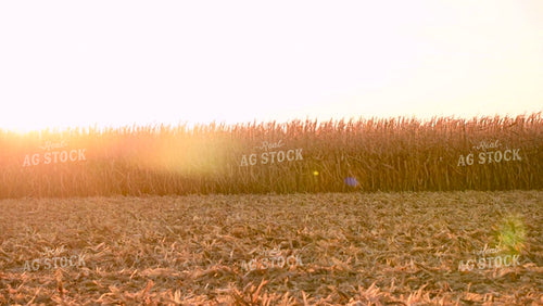 Combine Harvesting Corn at Sunset - 560