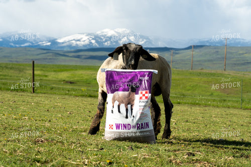Sheep on Pasture with Mineral Bag 65618