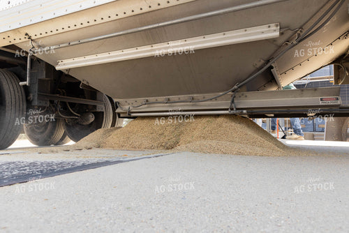 Delivering Grain 79713