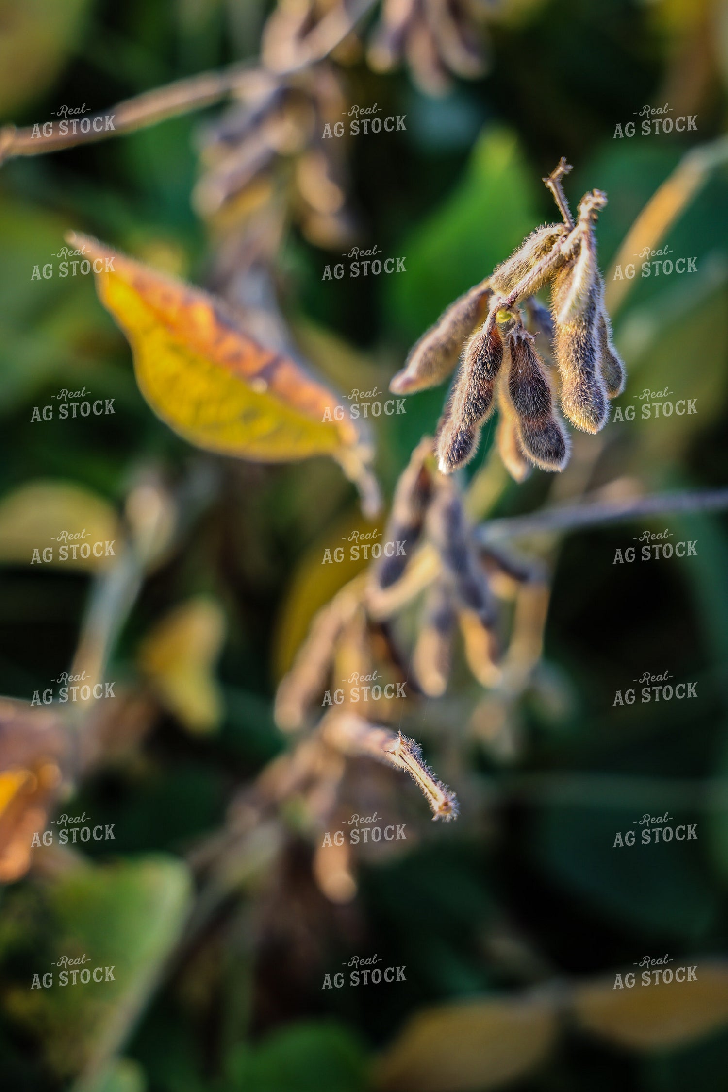 Semi Dried Soybeans 160292