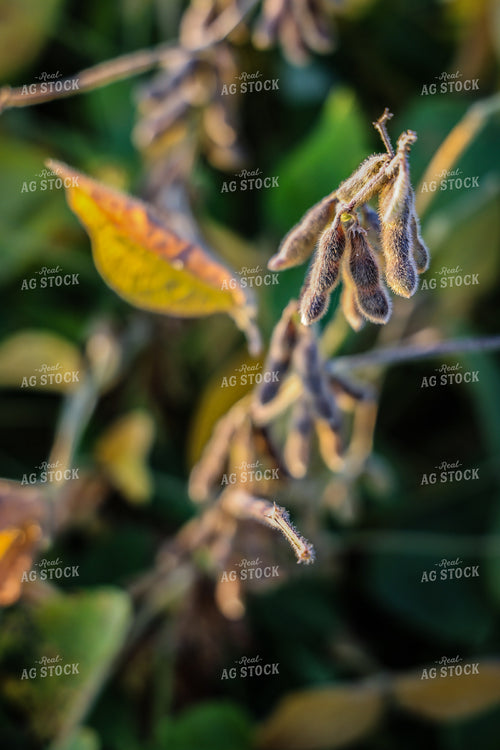 Semi Dried Soybeans 160292