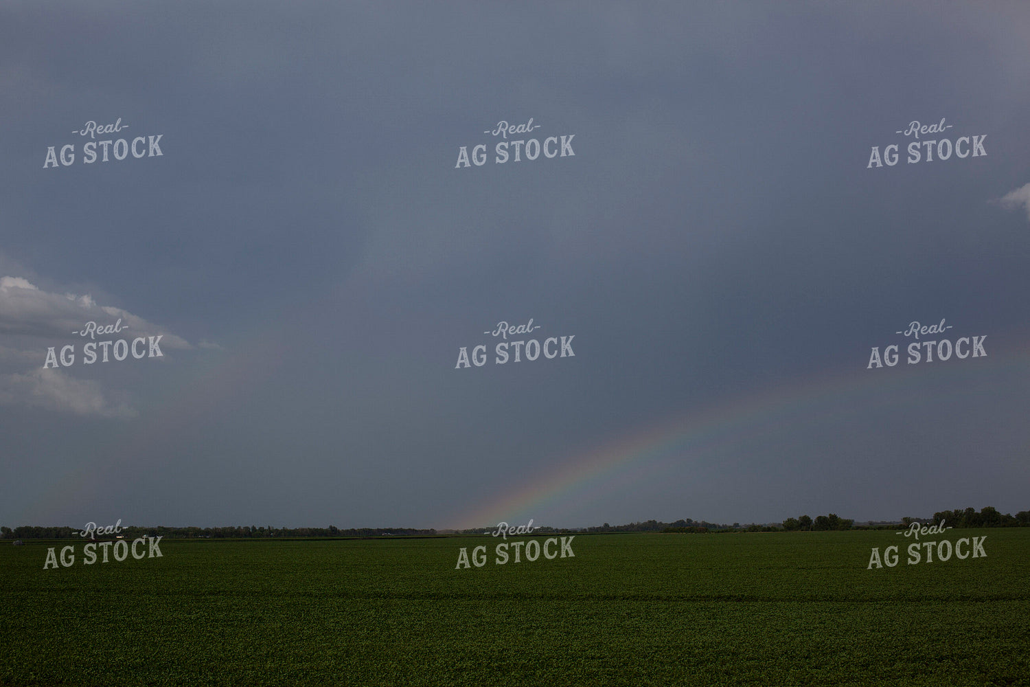 Soybeans - Mid-Season 1485