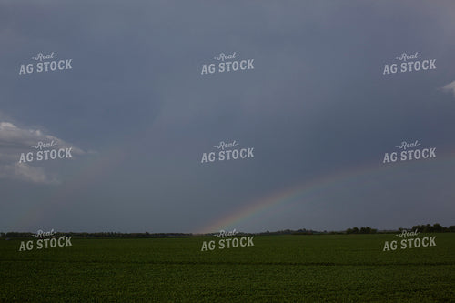 Soybeans - Mid-Season 1485