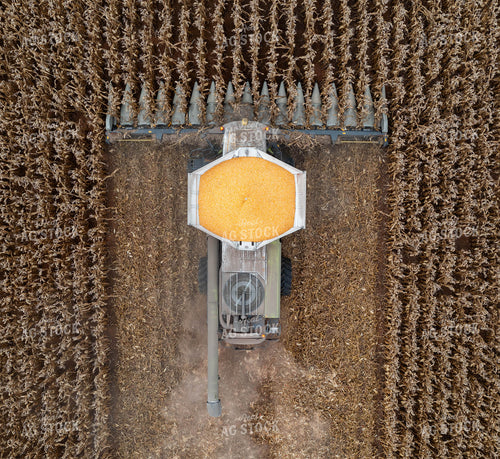 Corn Harvest 79397